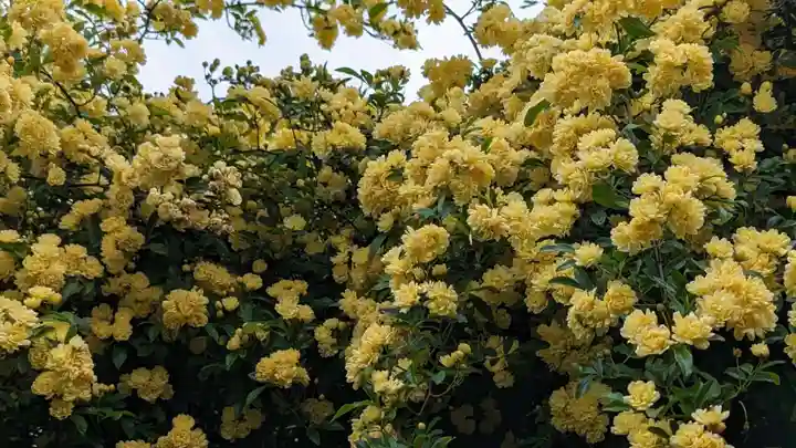 朝田寺(三重県)