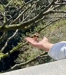 金刀比羅宮の動物