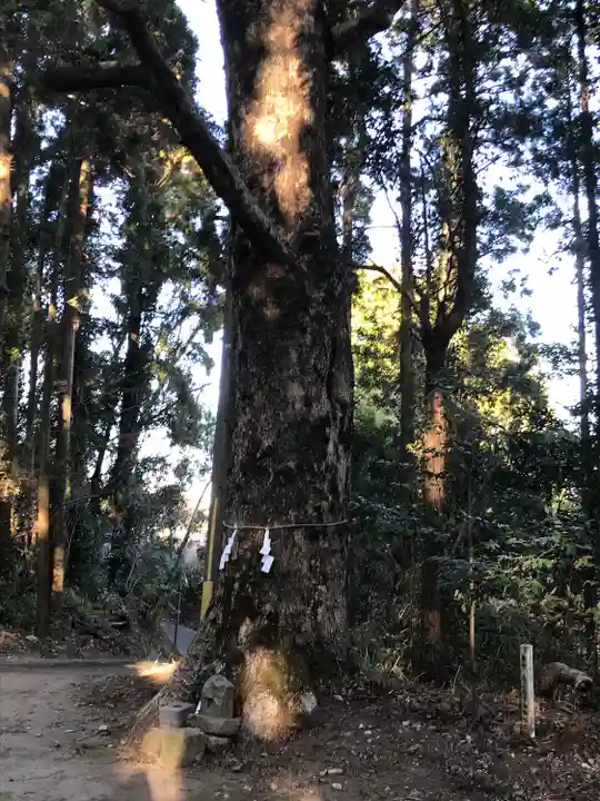 岩戸神社の自然
