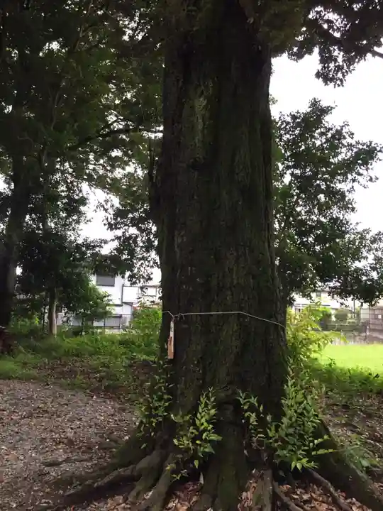 神戸神社の自然