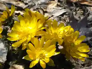 留辺蘂神社の自然(2024年04月11日(木) 22時03分11秒投稿)