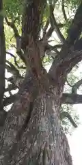 平野神社の自然