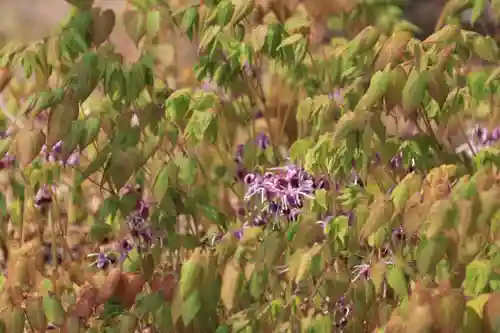 三春大神宮の自然