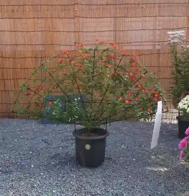 秩父神社(埼玉県)