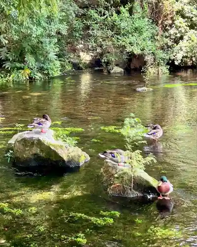 富士山本宮浅間大社(静岡県)