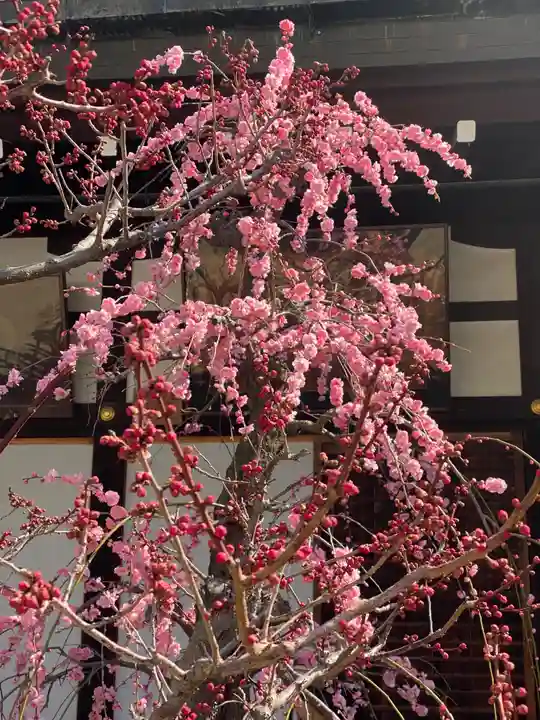 大阪天満宮の自然