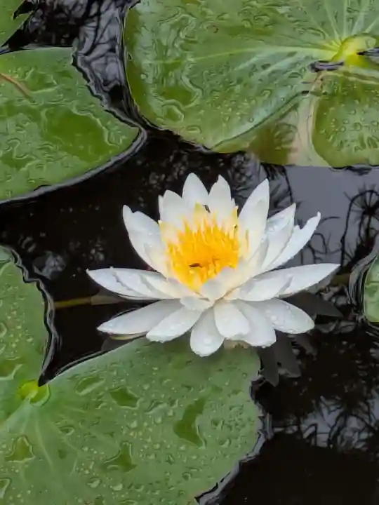 法華寺(岐阜県)