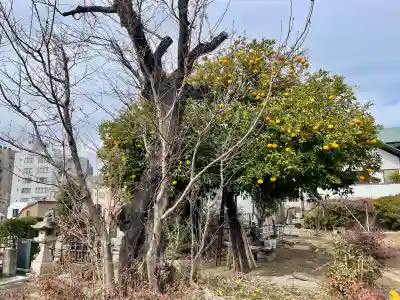 浄運寺(東京都)