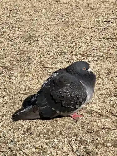 大阪天満宮の動物