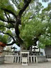 杭全神社(大阪府)