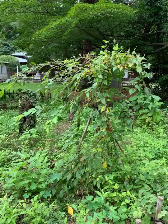 青葉神社の自然