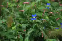 大六天麻王神社の自然