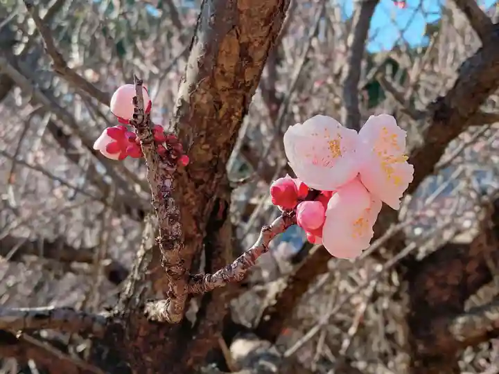 大分縣護國神社(大分県)