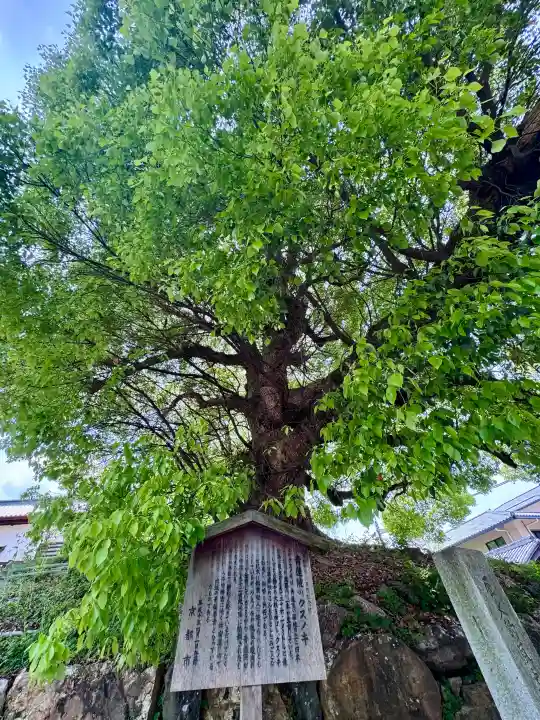 青蓮院門跡の{uncategorized: "未分類", other: "その他", undefined: "問題あり", building: "その他建物", grave: "お墓", sacred_gate: "鳥居", guardian: "狛犬", statue: "像", buddha: "仏像", history: "歴史", nature: "自然", garden: "庭園", animal: "動物", pagoda: "塔", temizu: "手水舎", mountain_gate: "山門・神門", sanctuary: "本殿・本堂", subordinate: "末社・摂社", art: "芸術", scenery: "景色", jizo: "地蔵", ema: "絵馬", goshuin: "御朱印", omikuji: "おみくじ", items: "授与品その他", amulet: "お守り", goshuincho: "御朱印帳", eats: "食事", festival: "お祭り", votive_dance: "神楽", shichigosan: "七五三参", wedding: "結婚式", experience: "体験その他", initially: "初詣", around: "周辺", anti_infection: "感染症対策"}