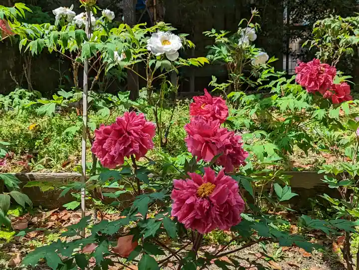 乙訓寺(京都府)