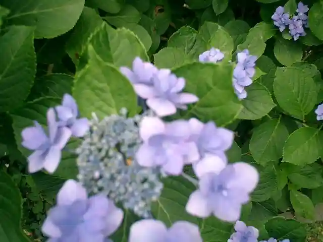 荏柄天神社の自然