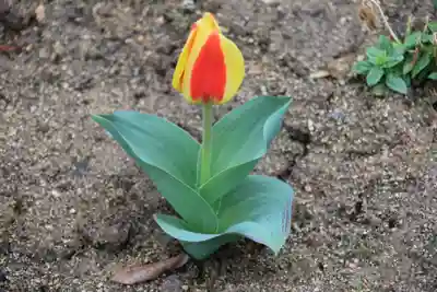 大鏑神社の庭園