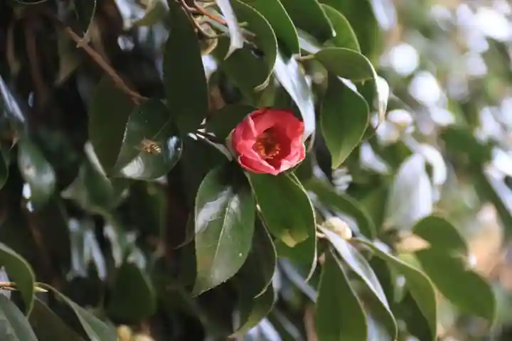 鹿島大神宮の自然