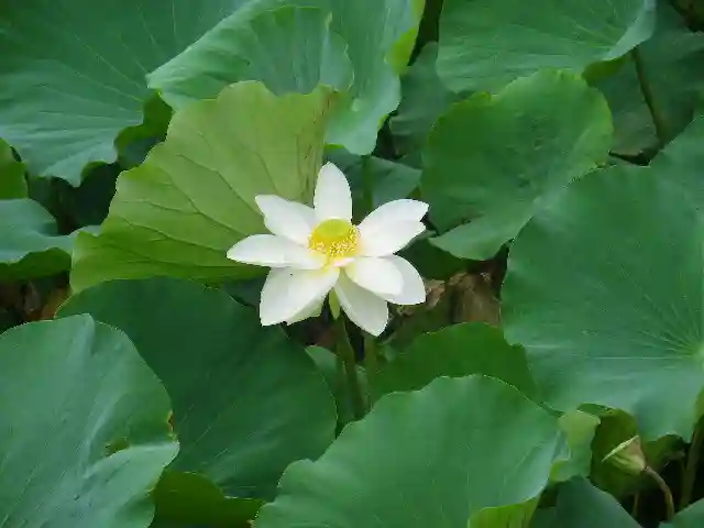 鶴岡八幡宮の自然