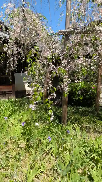 得浄明院(善光寺別院)(京都府)