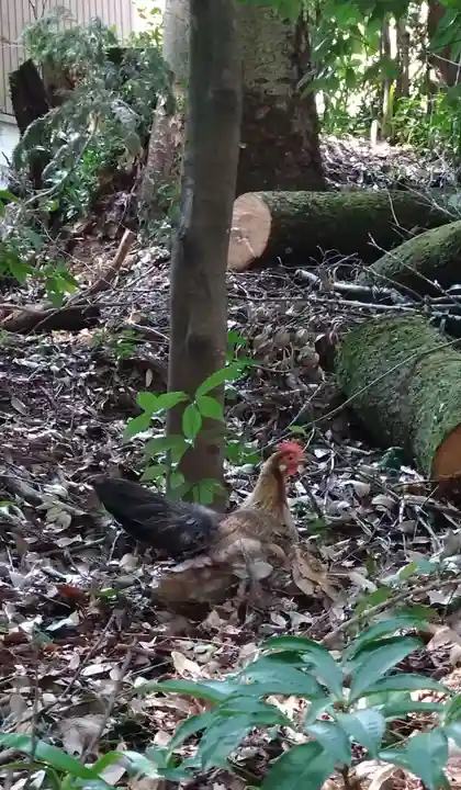 天岩戸神社(宮崎県)