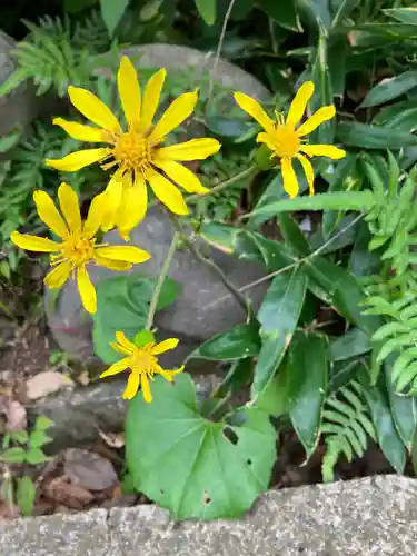 大山祇神社の自然