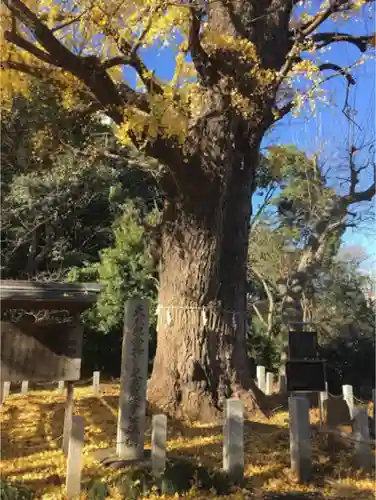 芝東照宮の自然