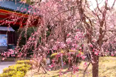 平安神宮(京都府)