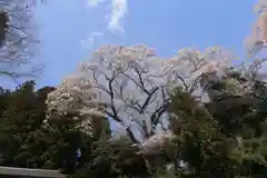 高木神社の自然