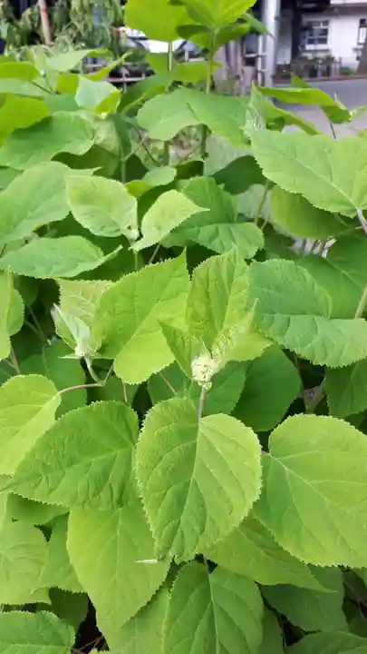 新琴似神社の自然