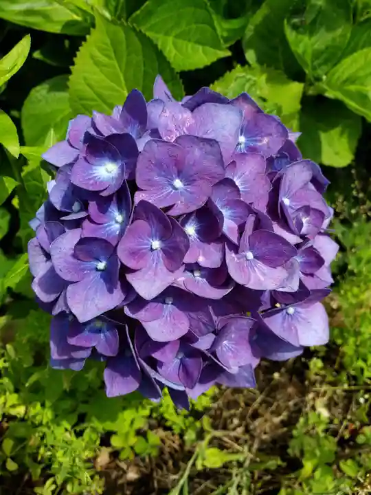 白金氷川神社(東京都)