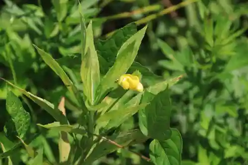 大六天麻王神社の自然
