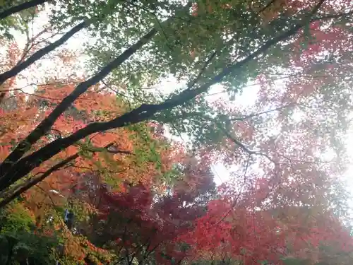 観泉寺の庭園