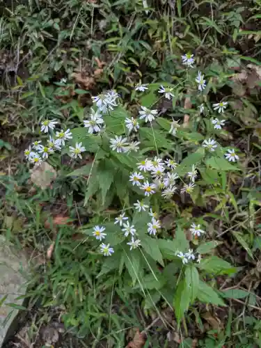 三峯神社(埼玉県)