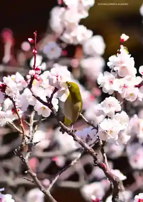 湯島天満宮(東京都)
