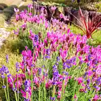 寿量山 速成寺の自然