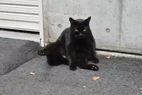 代々木八幡宮の動物