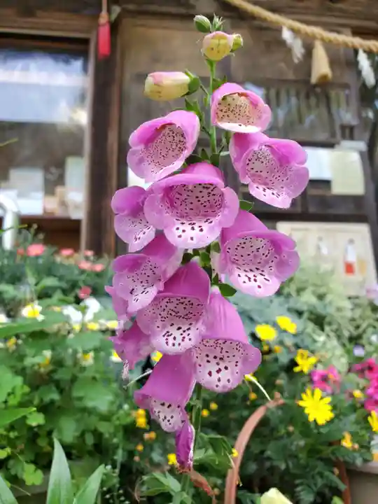 岡部春日神社~👹鬼門よけの🌺花咲く🌺やしろ~(福島県)