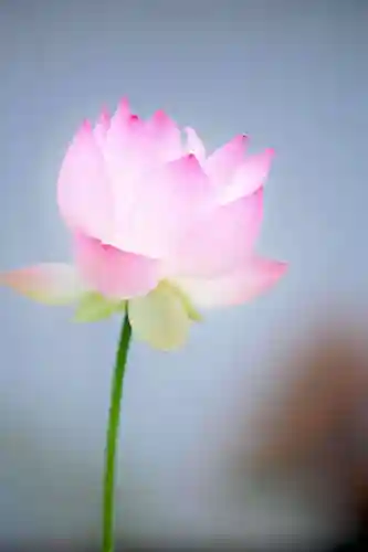 浄土寺(兵庫県)