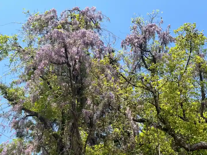 住吉大社の自然