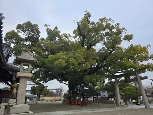 百舌鳥八幡宮(大阪府)