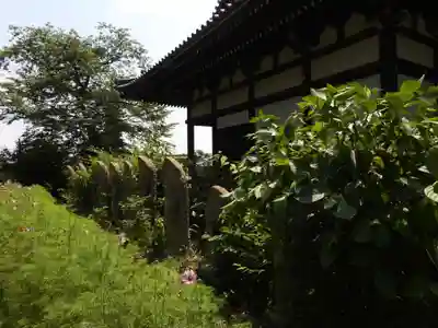 般若寺 ❁﻿コスモス寺❁(奈良県)