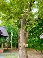 錦山天満宮の自然