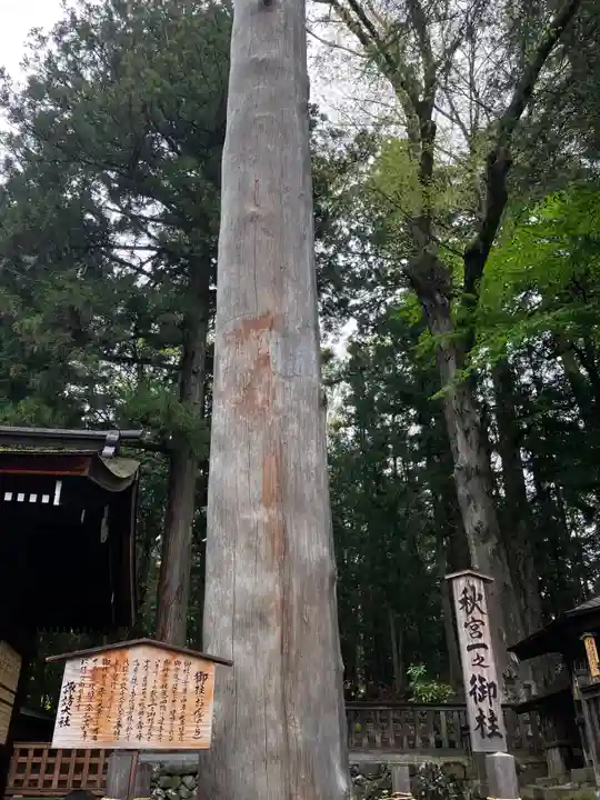 諏訪大社下社秋宮の自然