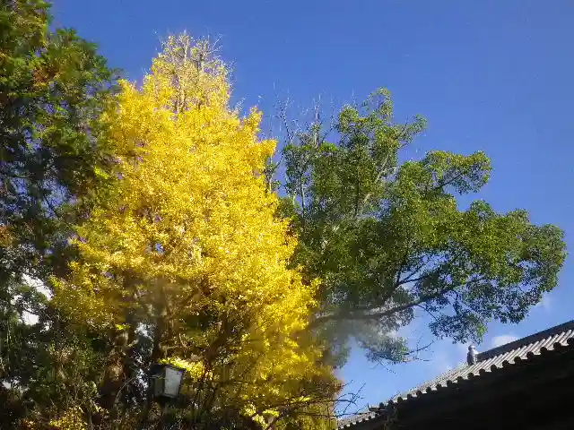 鶴岡八幡宮の自然