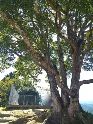 サムハラ神社 元宮の自然