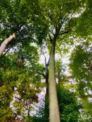 星宮神社の{uncategorized: "未分類", other: "その他", undefined: "問題あり", building: "その他建物", grave: "お墓", sacred_gate: "鳥居", guardian: "狛犬", statue: "像", buddha: "仏像", history: "歴史", nature: "自然", garden: "庭園", animal: "動物", pagoda: "塔", temizu: "手水舎", mountain_gate: "山門・神門", sanctuary: "本殿・本堂", subordinate: "末社・摂社", art: "芸術", scenery: "景色", jizo: "地蔵", ema: "絵馬", goshuin: "御朱印", omikuji: "おみくじ", items: "授与品その他", amulet: "お守り", goshuincho: "御朱印帳", eats: "食事", festival: "お祭り", votive_dance: "神楽", shichigosan: "七五三参", wedding: "結婚式", experience: "体験その他", initially: "初詣", around: "周辺", anti_infection: "感染症対策"}