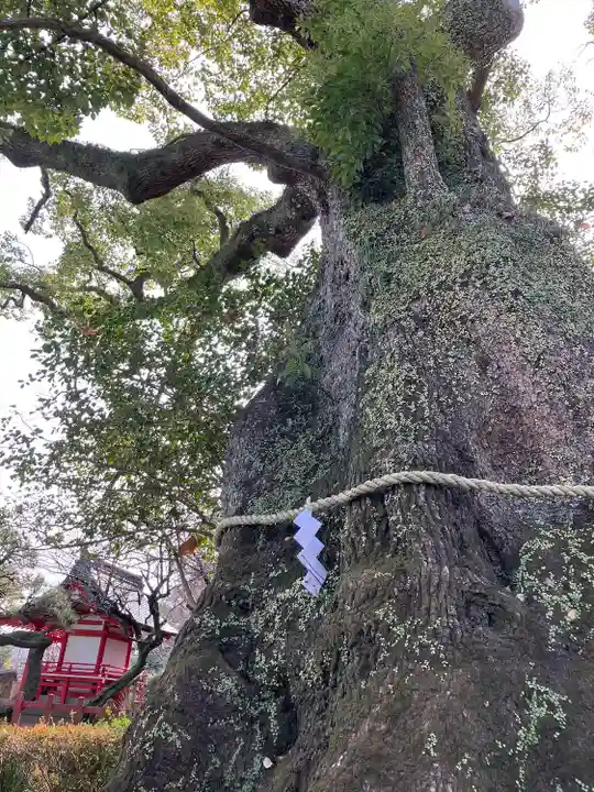 三嶋大社(静岡県)