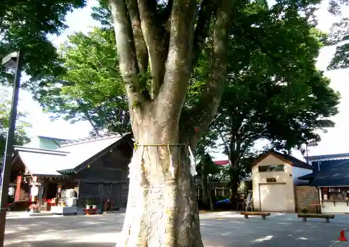 乃木神社の自然