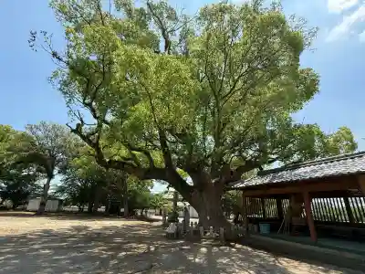 大善寺玉垂宮の{uncategorized: "未分類", other: "その他", undefined: "問題あり", building: "その他建物", grave: "お墓", sacred_gate: "鳥居", guardian: "狛犬", statue: "像", buddha: "仏像", history: "歴史", nature: "自然", garden: "庭園", animal: "動物", pagoda: "塔", temizu: "手水舎", mountain_gate: "山門・神門", sanctuary: "本殿・本堂", subordinate: "末社・摂社", art: "芸術", scenery: "景色", jizo: "地蔵", ema: "絵馬", goshuin: "御朱印", omikuji: "おみくじ", items: "授与品その他", amulet: "お守り", goshuincho: "御朱印帳", eats: "食事", festival: "お祭り", votive_dance: "神楽", shichigosan: "七五三参", wedding: "結婚式", experience: "体験その他", initially: "初詣", around: "周辺", anti_infection: "感染症対策"}